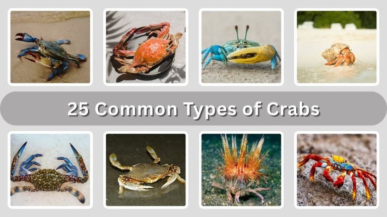 25 Common Types of Crabs: Identification with Pictures 