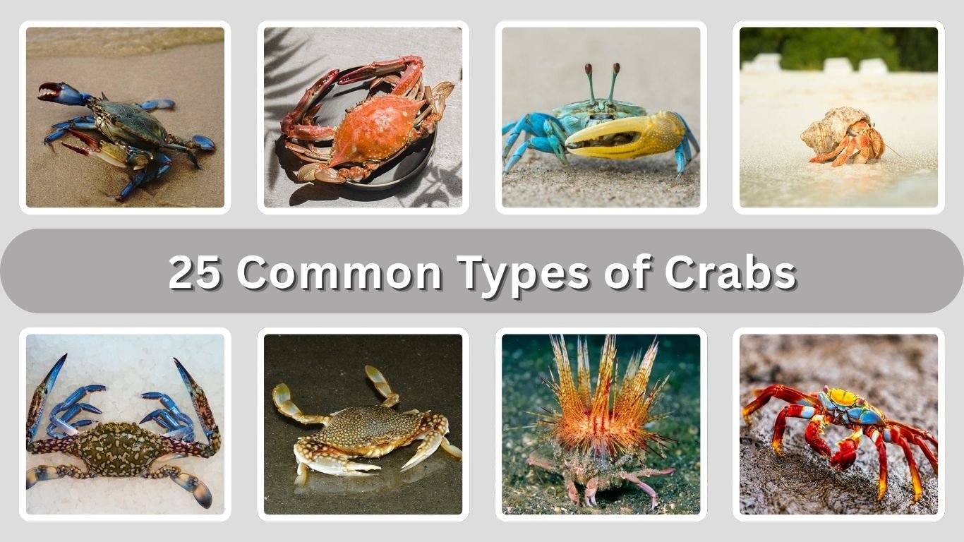 25 Common Types of Crabs: Identification with Pictures 