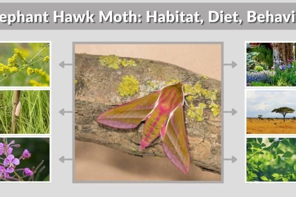 Elephant Hawk Moth: Habitat, Diet, Behavior and Facts