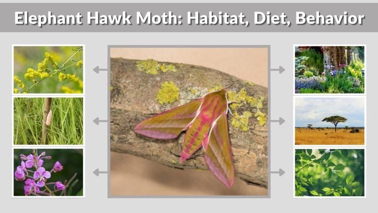 Elephant Hawk Moth: Habitat, Diet, Behavior and Facts