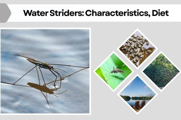 Water Striders: Characteristics, Diet, and Life Cycle