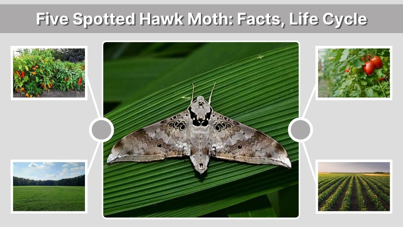 Five Spotted Hawk Moth: Facts, Life Cycle, and Identification Guide