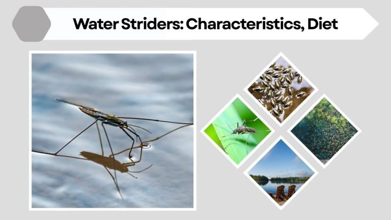 Water Striders: Characteristics, Diet, and Life Cycle