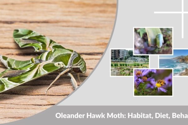Oleander Hawk Moth: Habitat, Diet, Behavior, Life Cycle & Facts
