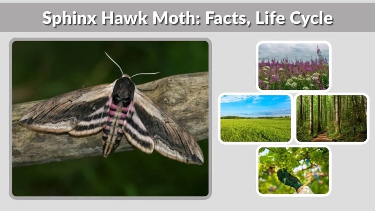 Sphinx Hawk Moth: Facts, Life Cycle and Identification Guide