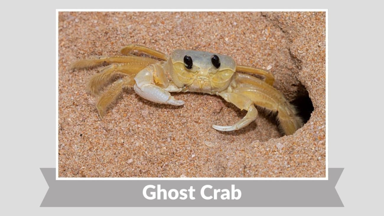 Ghost Crab