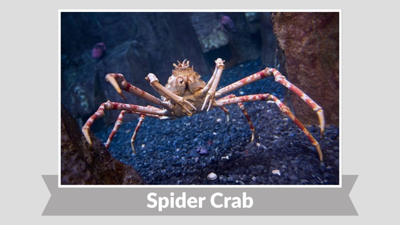 Spider Crab