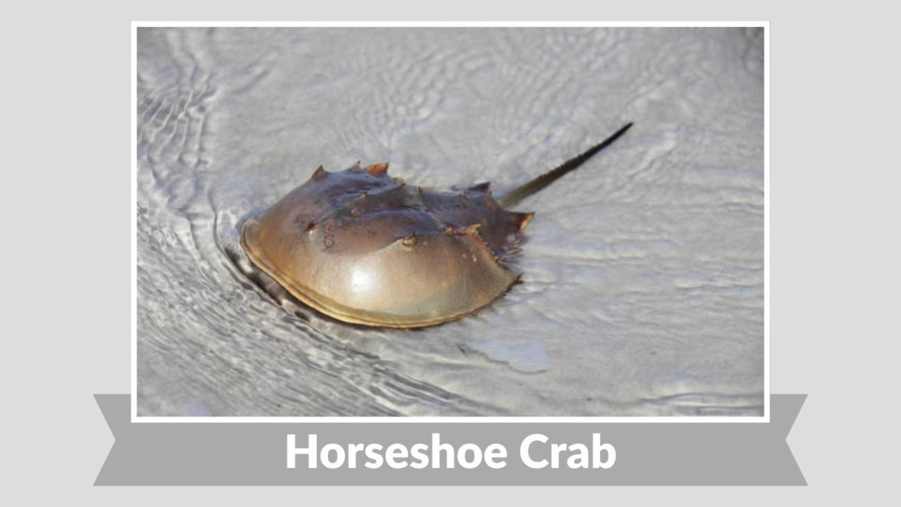 Horseshoe Crab