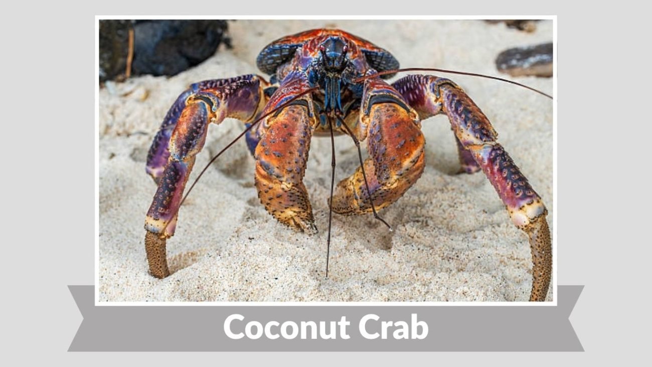 Coconut Crab