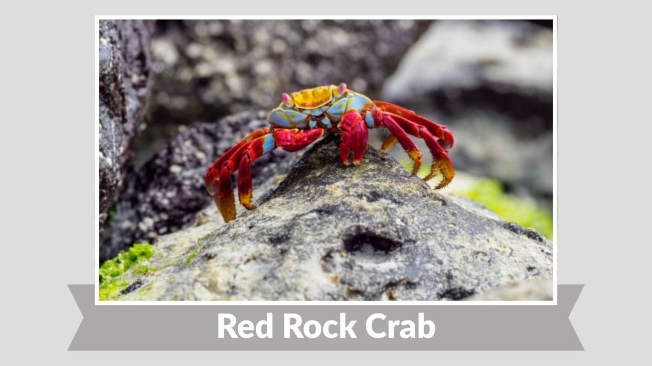 Red Rock Crab