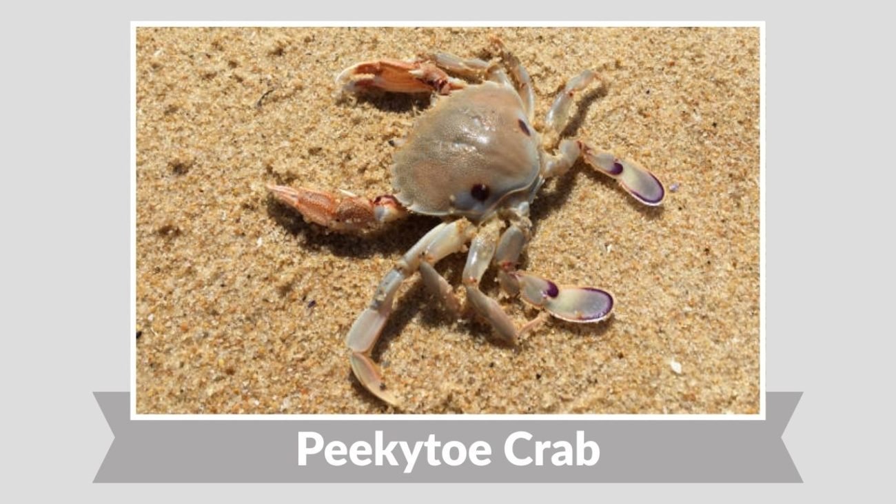 Peekytoe Crab