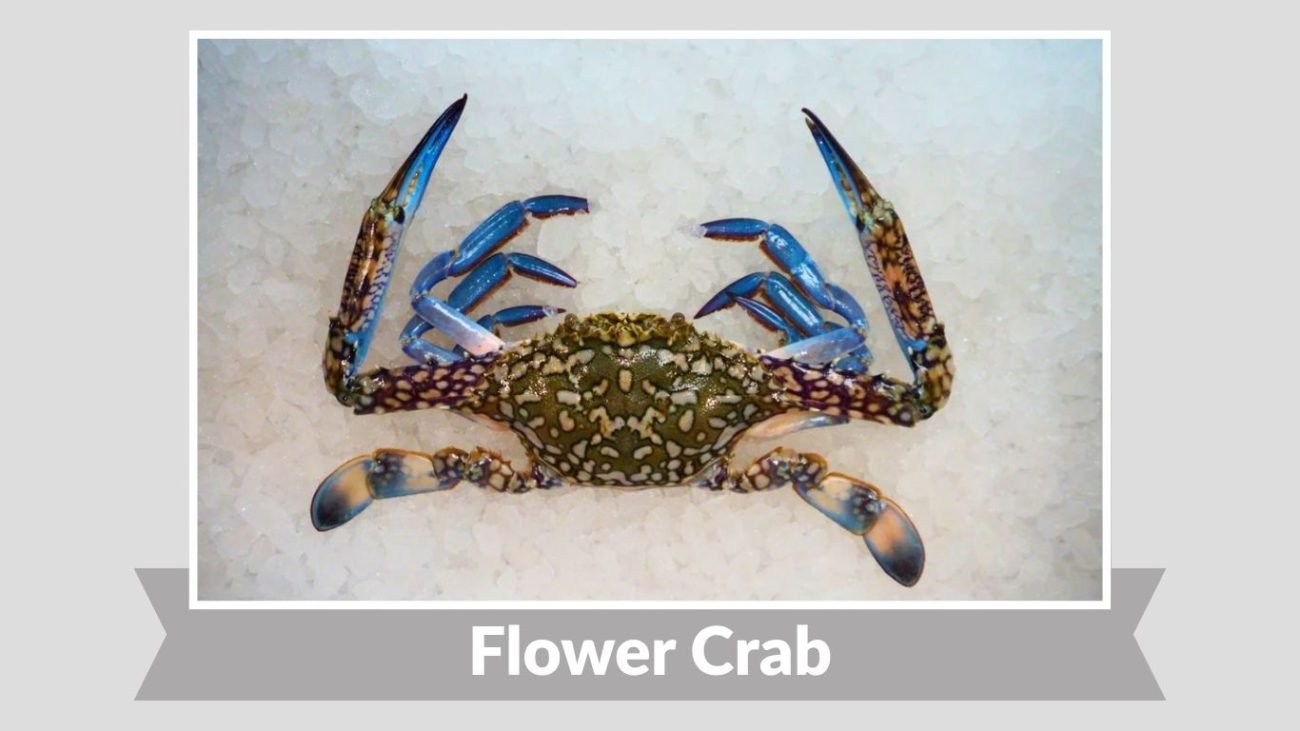 Flower Crab