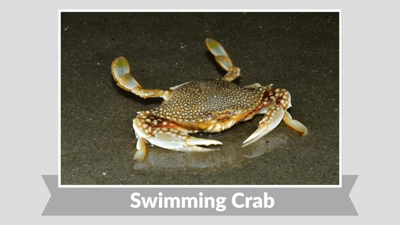 Swimming Crab