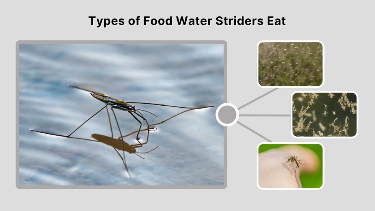 Types of Food Water Striders Eat