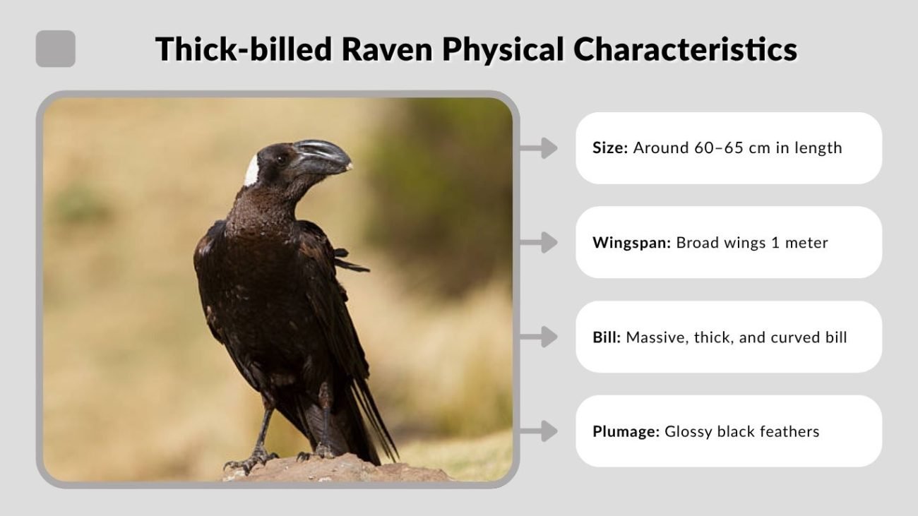 Thick-billed Raven Physical Characteristics