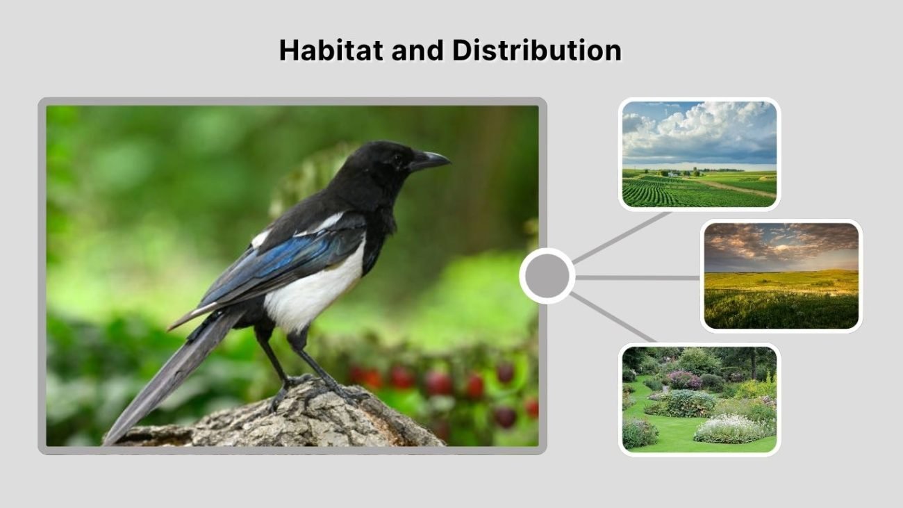 Habitat and Distribution