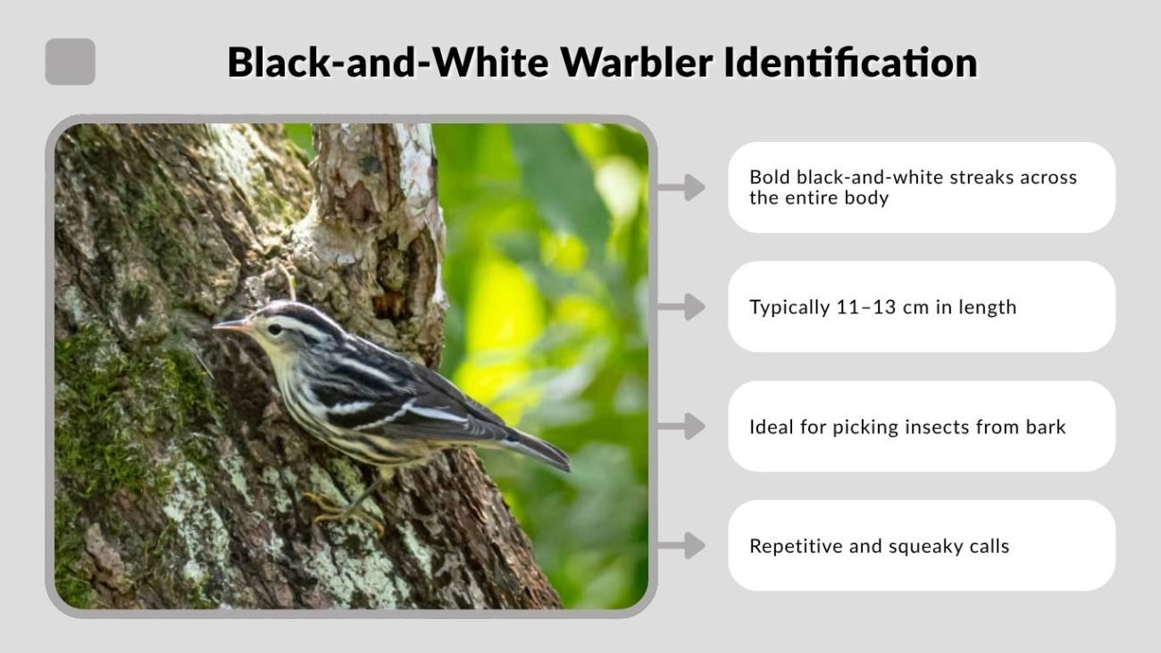 Black-and-White Warbler Identification