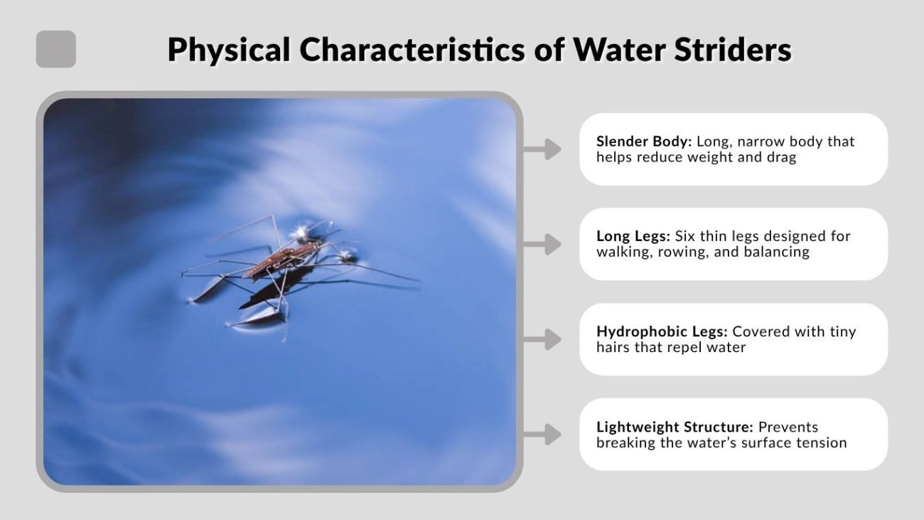 Physical Characteristics of Water Striders