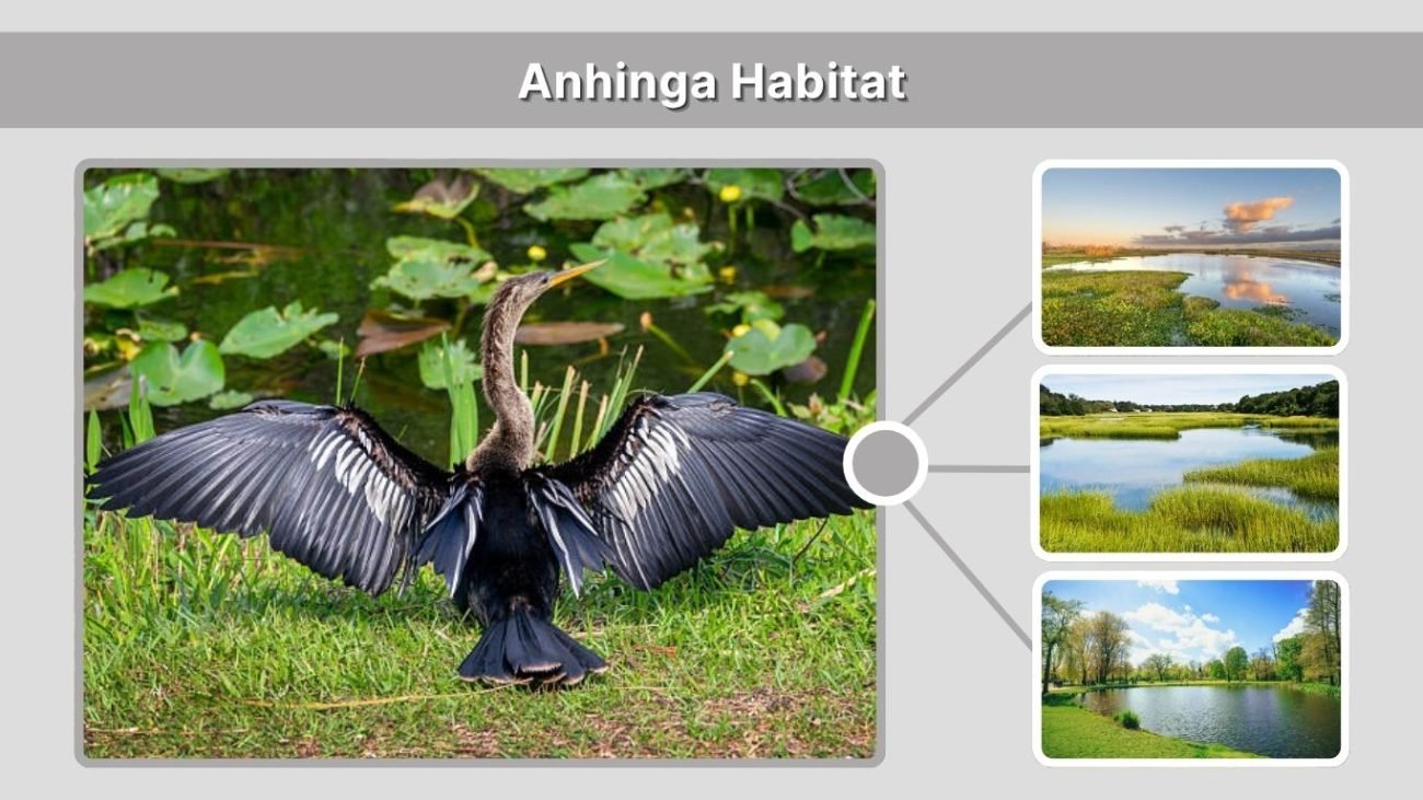 Anhinga Habitat