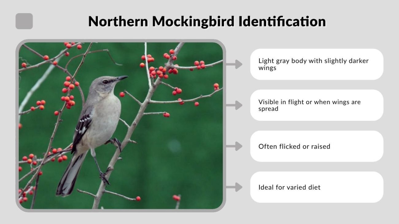 Northern Mockingbird Identification