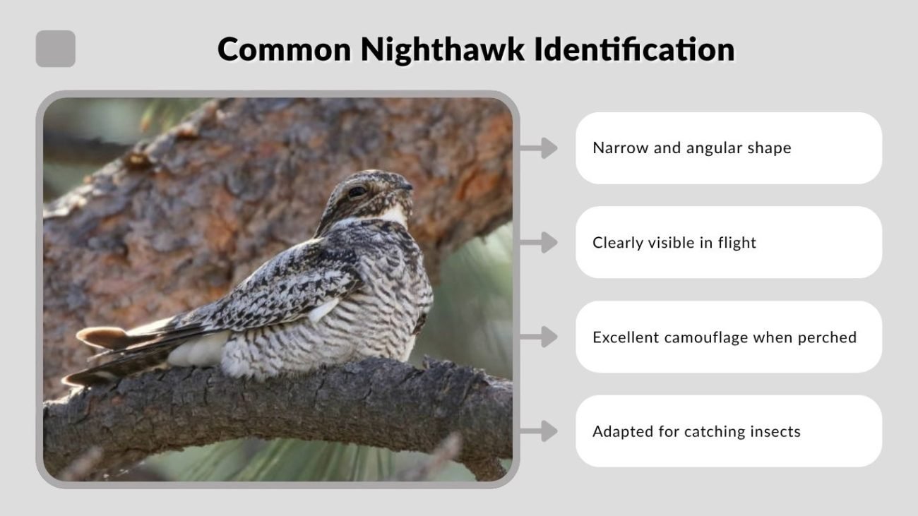 Common Nighthawk Identification