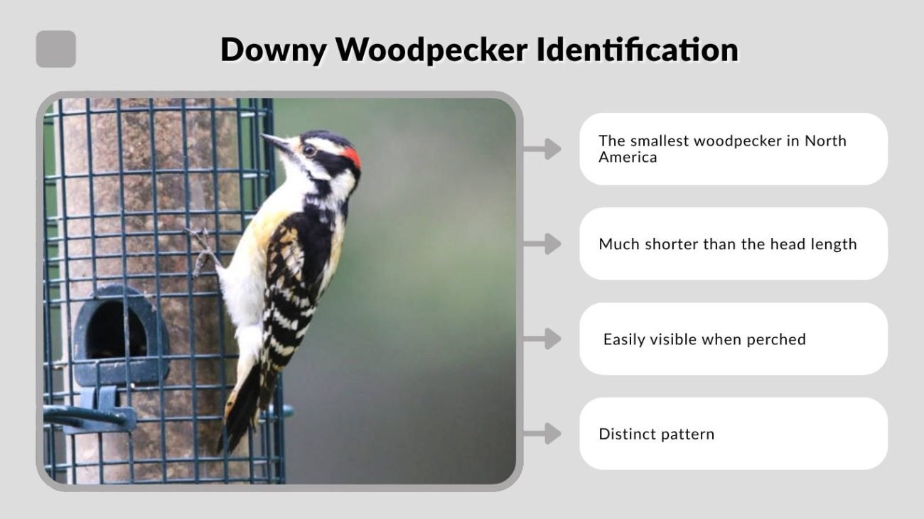 Downy Woodpecker Identification