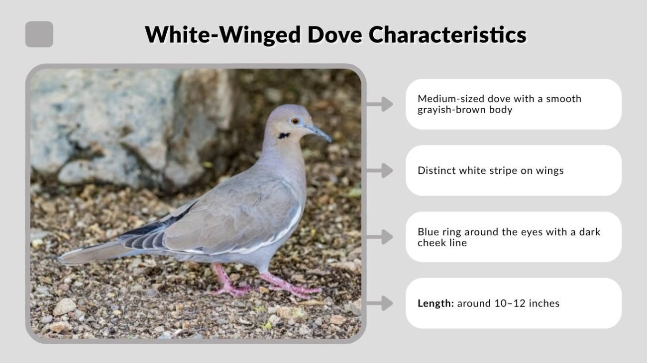 White-Winged Dove Characteristics