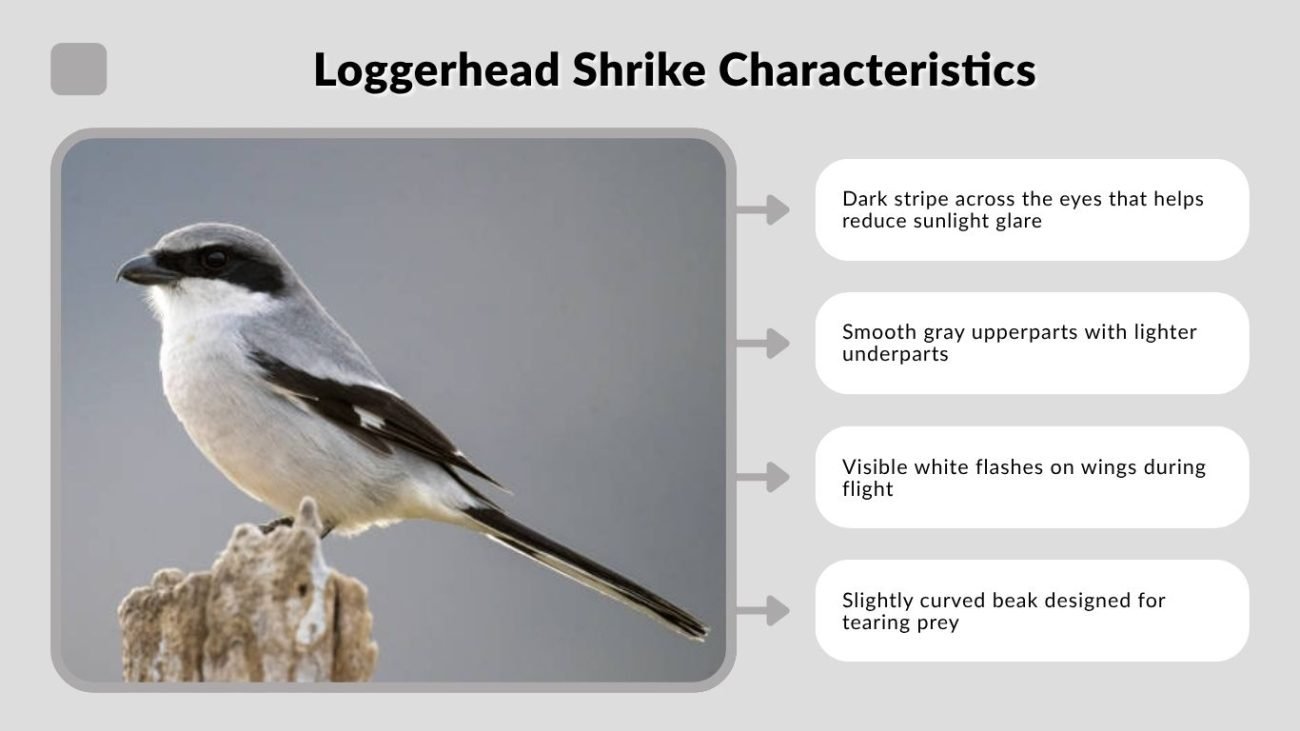 Loggerhead Shrike Characteristics