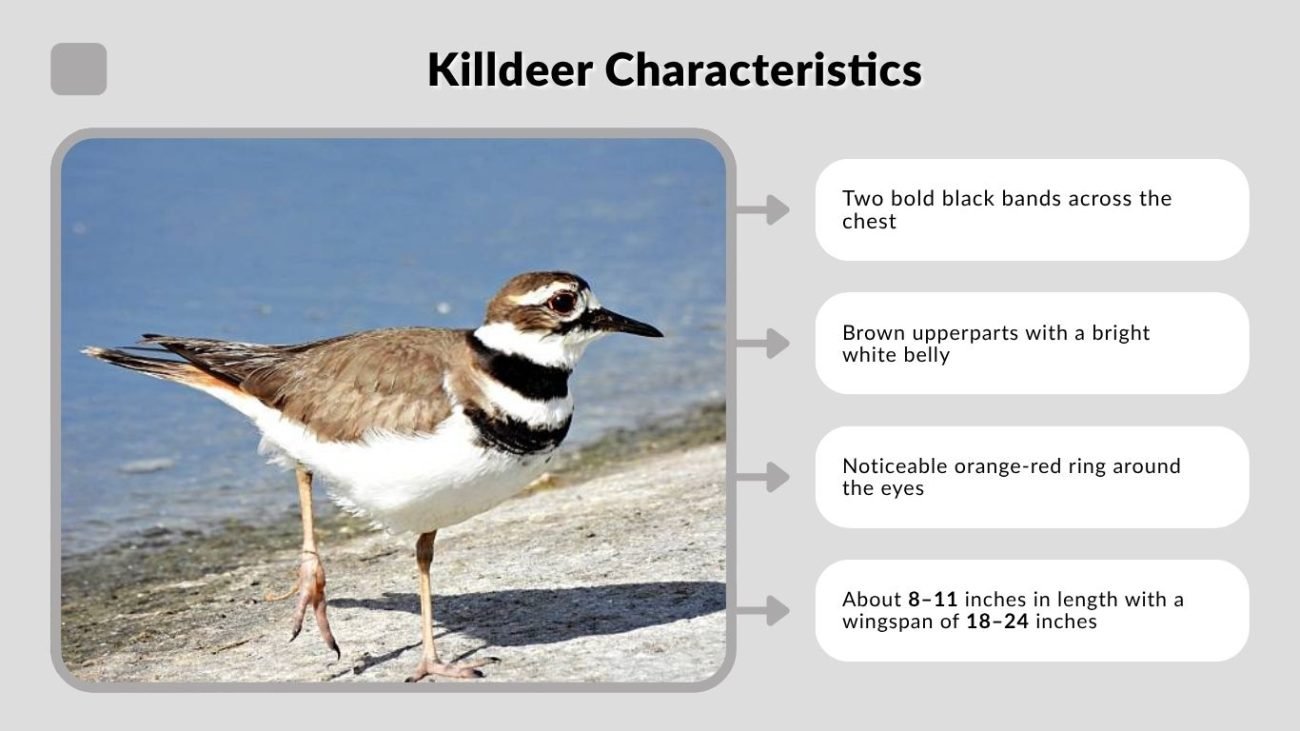 Killdeer Characteristics