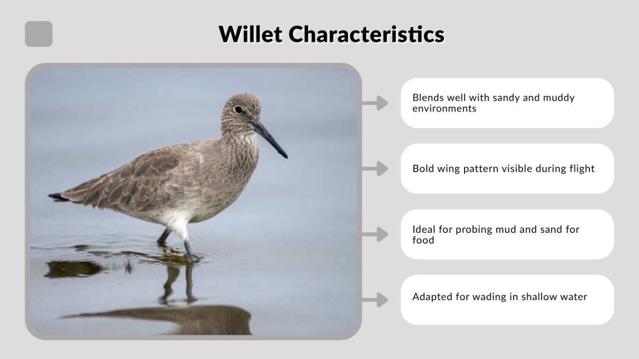 Willet Characteristics