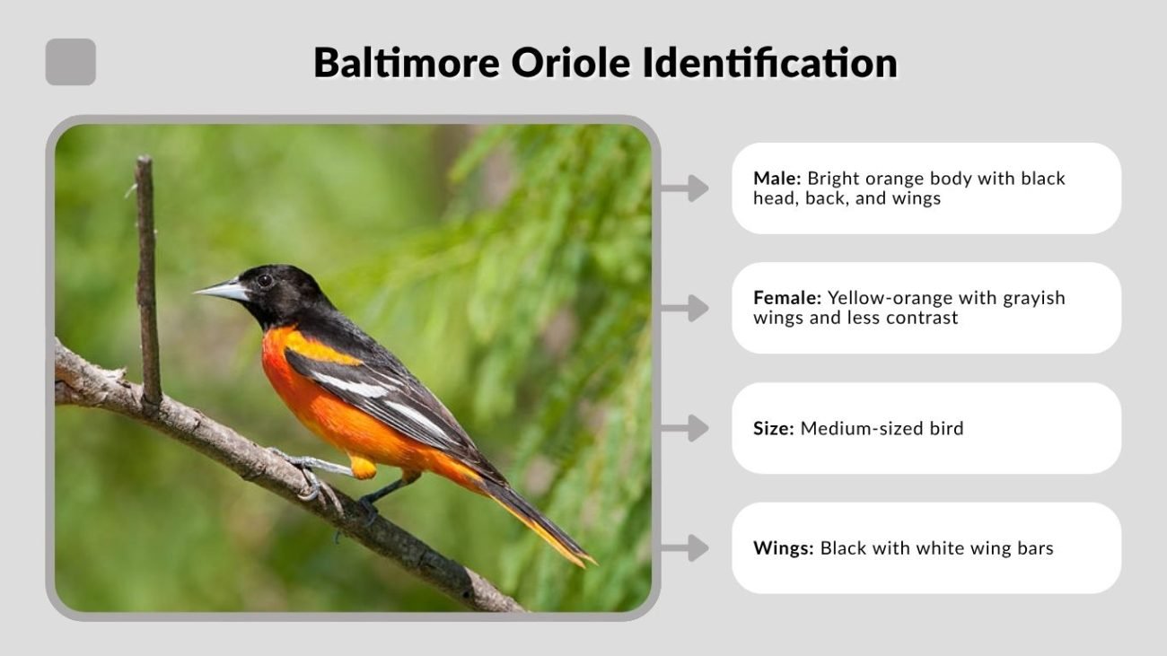 Baltimore Oriole Identification
