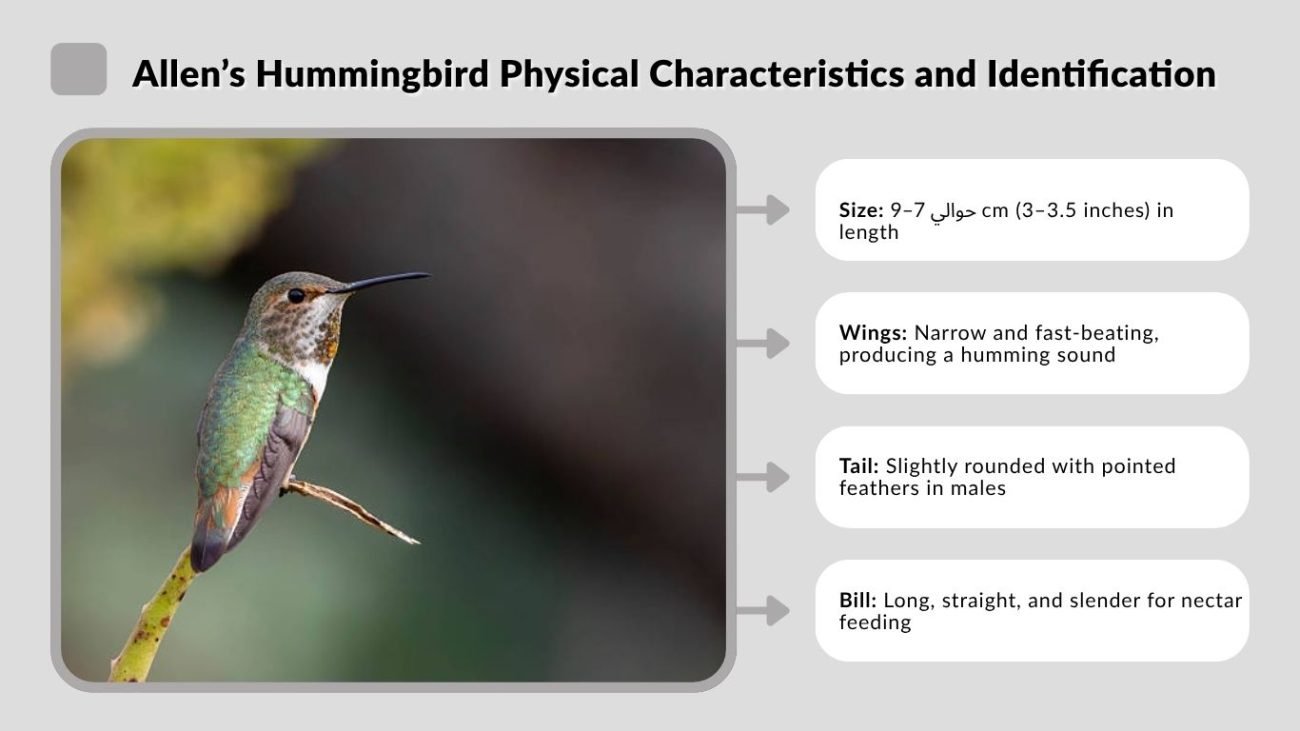 Allen’s Hummingbird Physical Characteristics and Identification