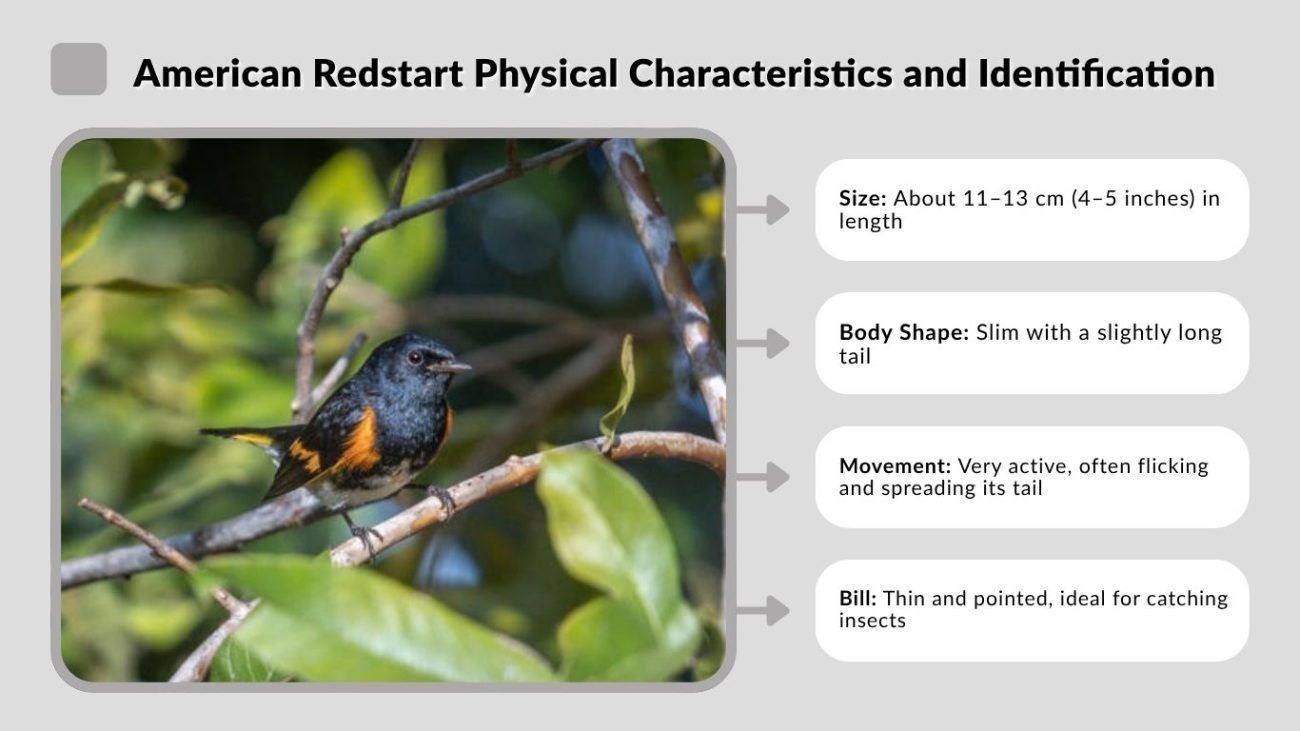 American Redstart Physical Characteristics and Identification