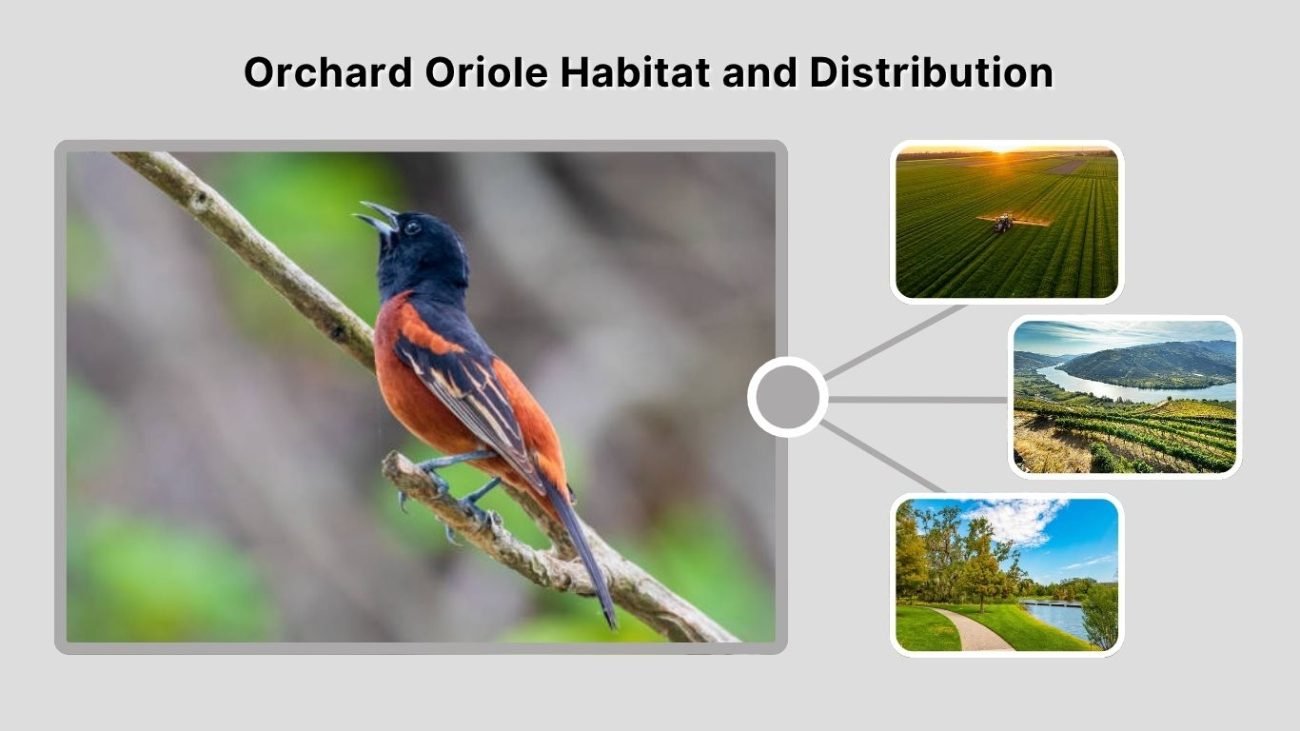 Orchard Oriole Habitat and Distribution