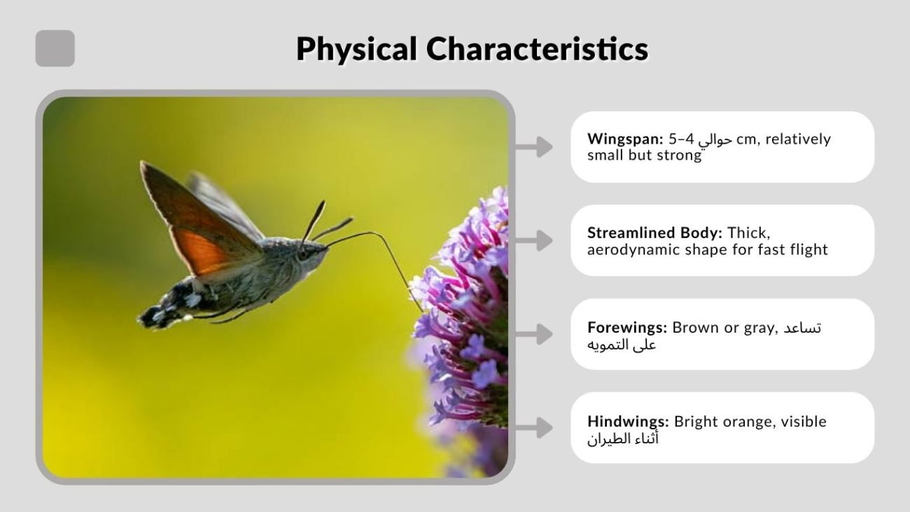 Physical Characteristics