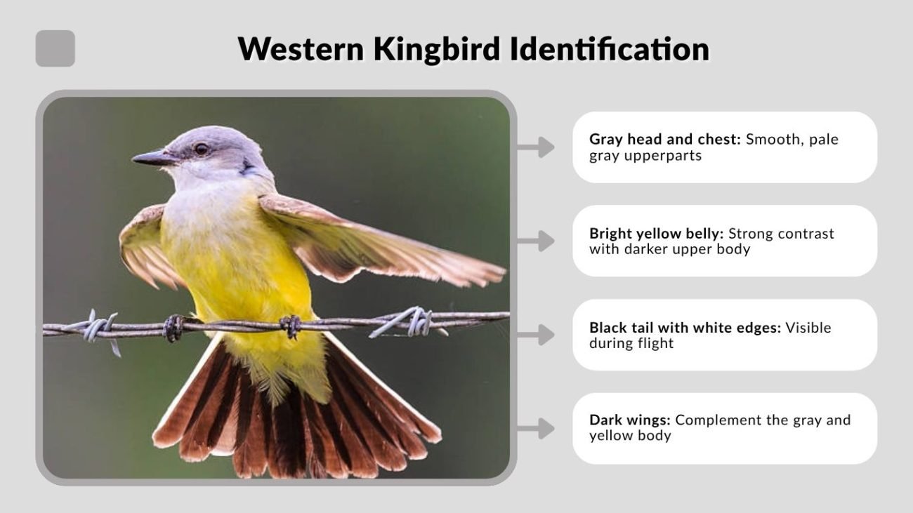 Western Kingbird Identification