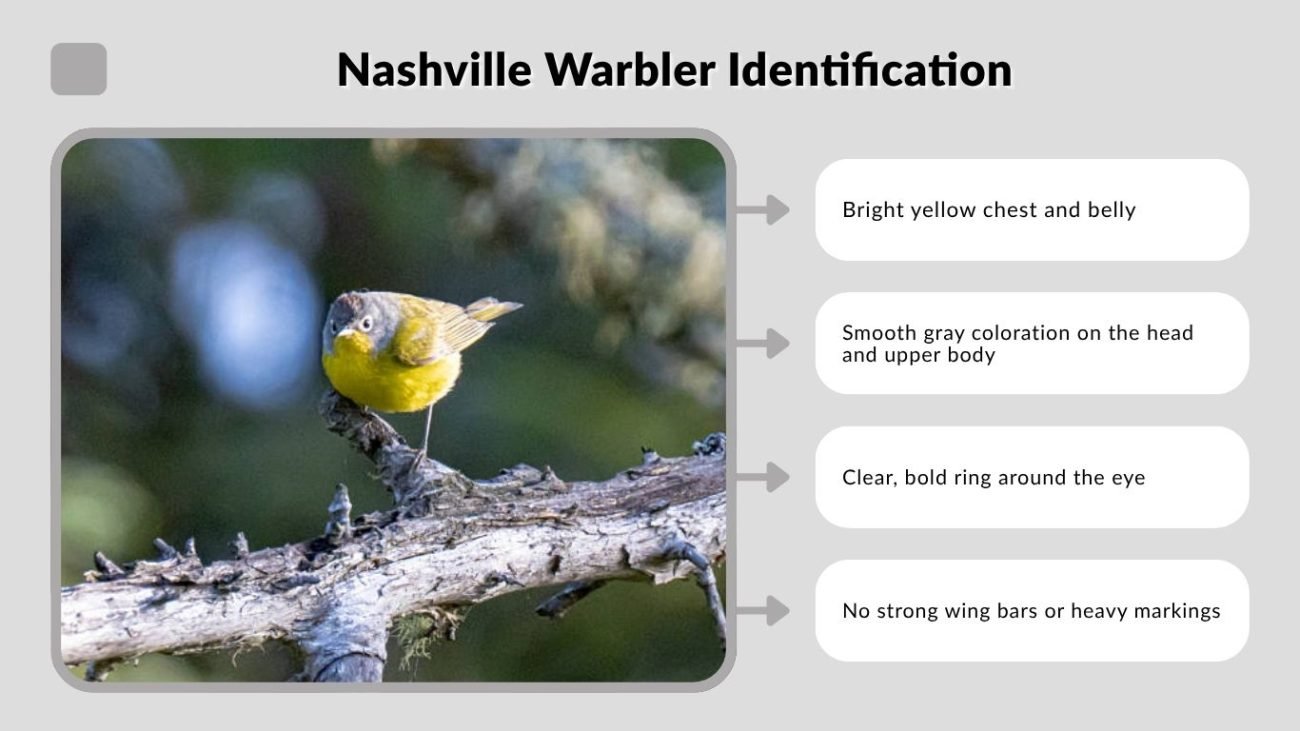 Nashville Warbler Identification