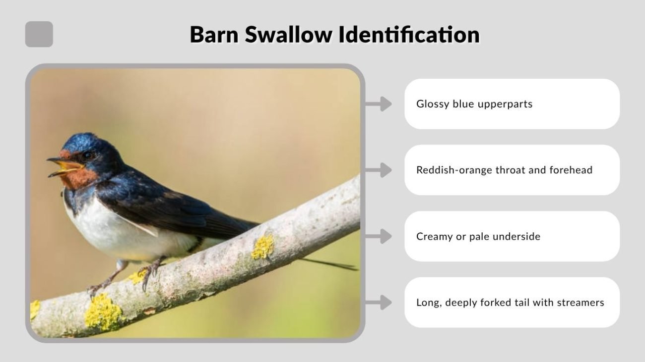 Barn Swallow Identification
