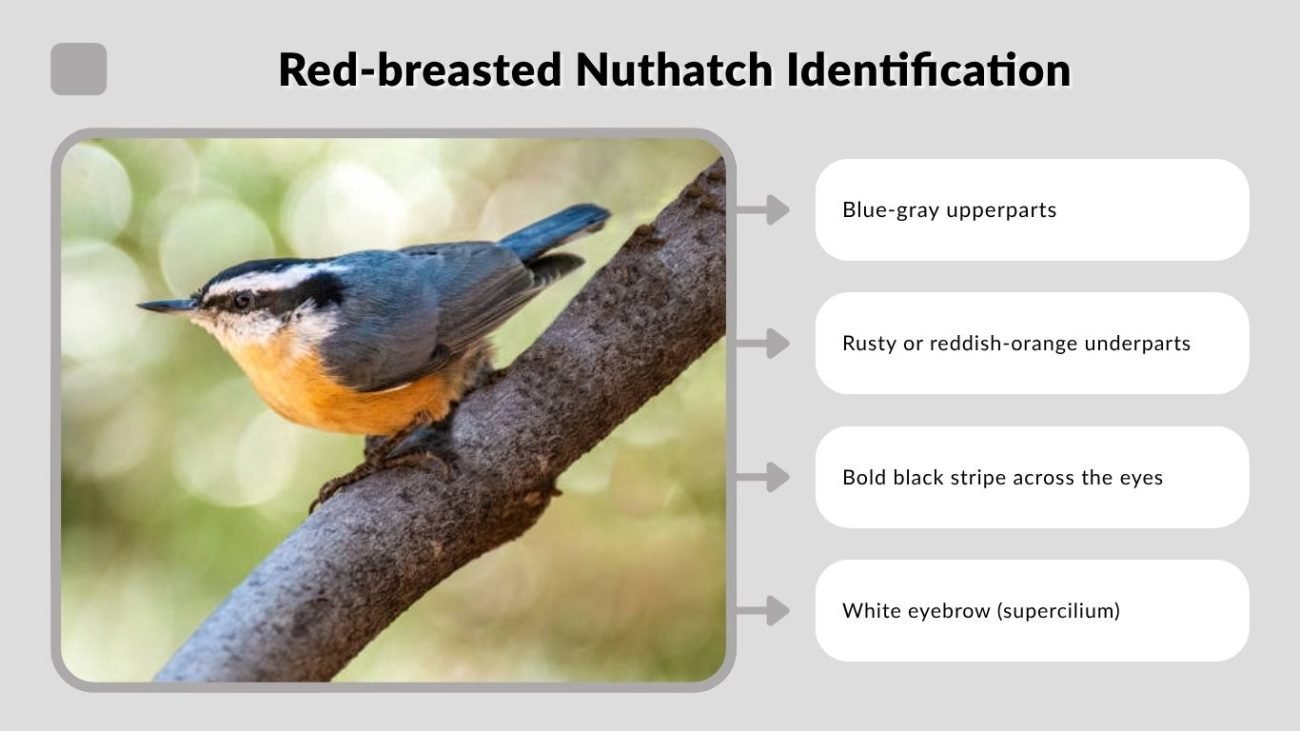 Red-breasted Nuthatch Identification
