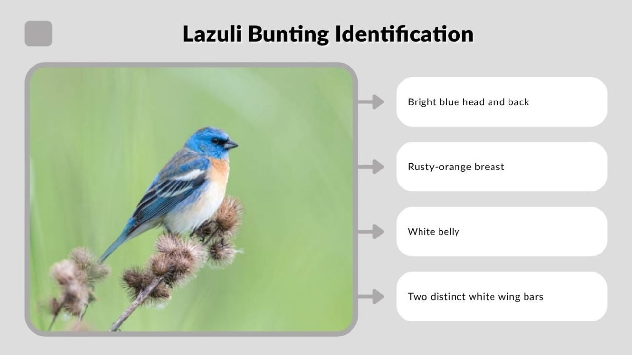 Lazuli Bunting Identification