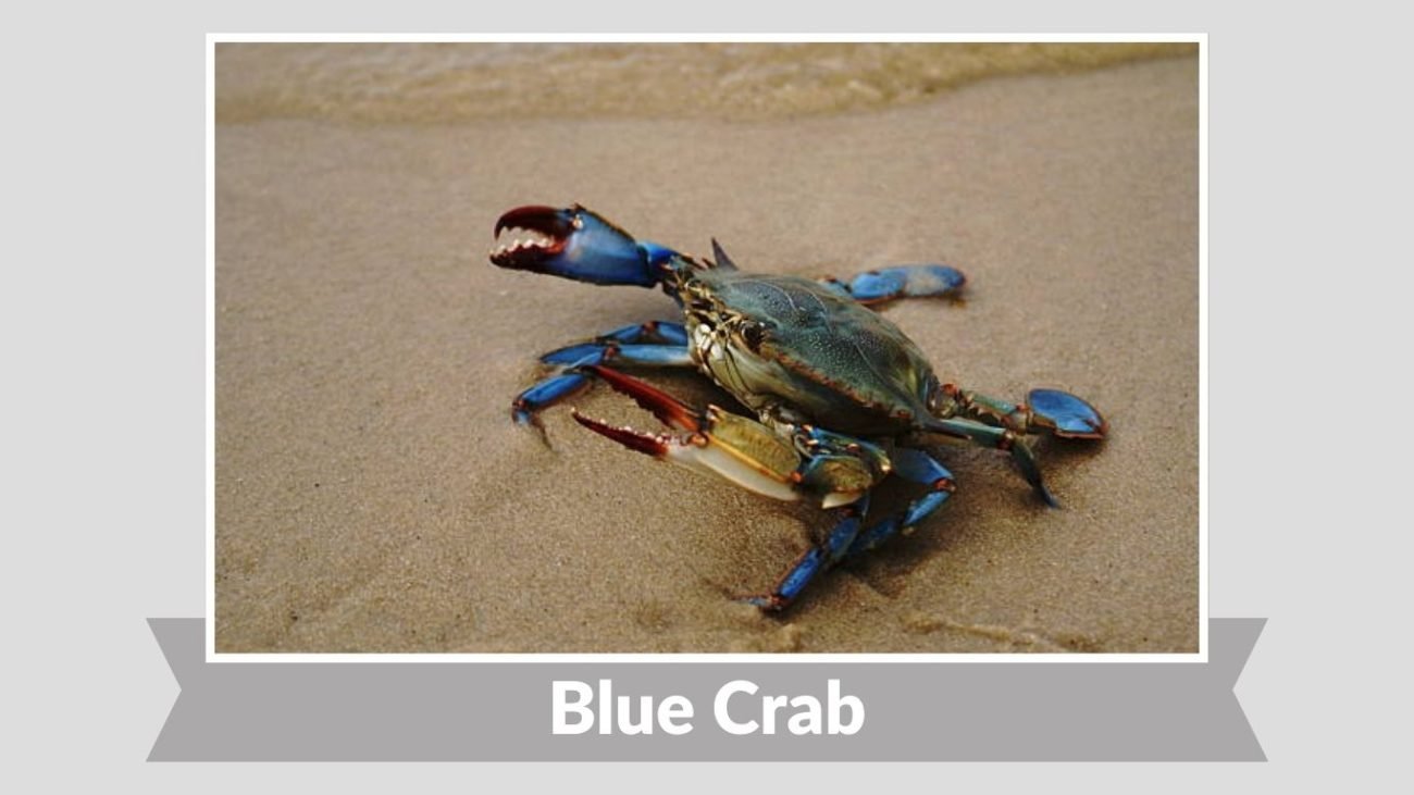 Blue Crab