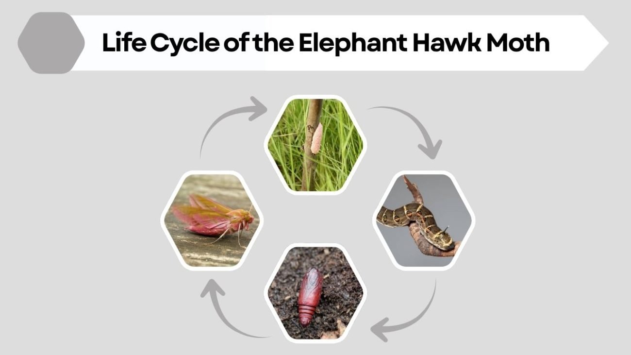 Life Cycle of the Elephant Hawk Moth
