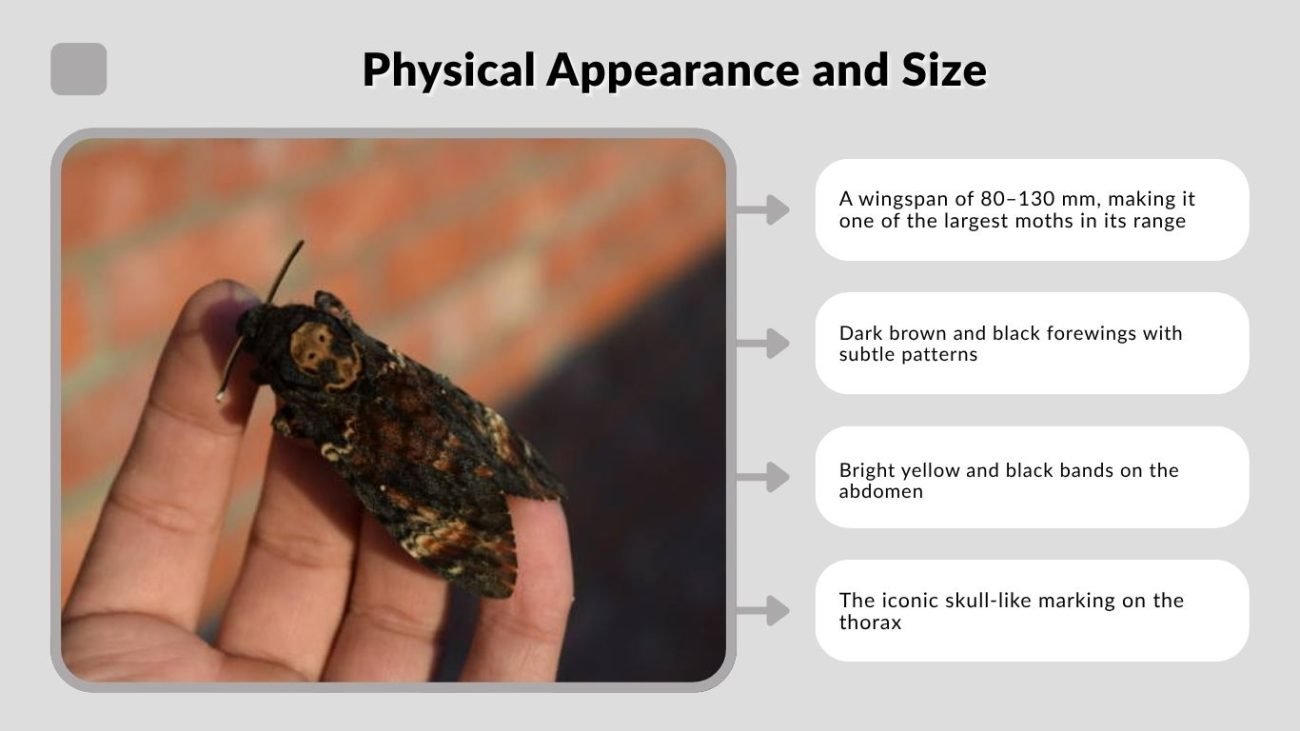Physical Appearance and Size