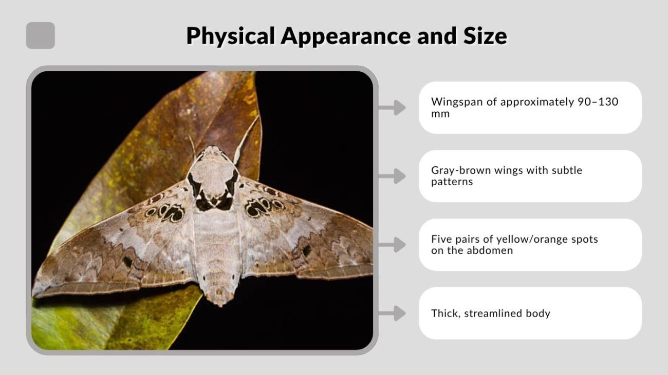 Physical Appearance and Size