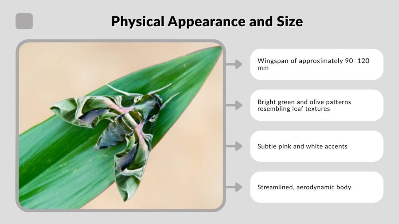 Physical Appearance and Size