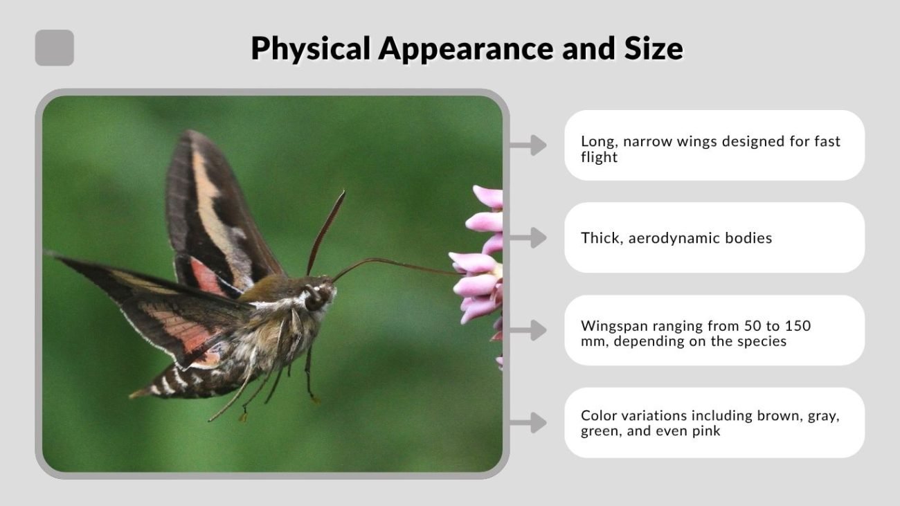 Physical Appearance and Size
