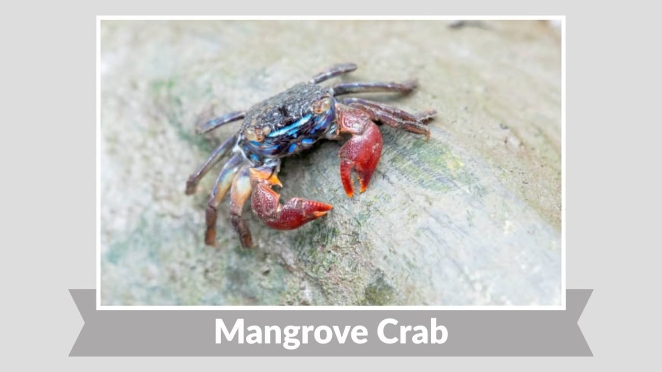 Mangrove Crab