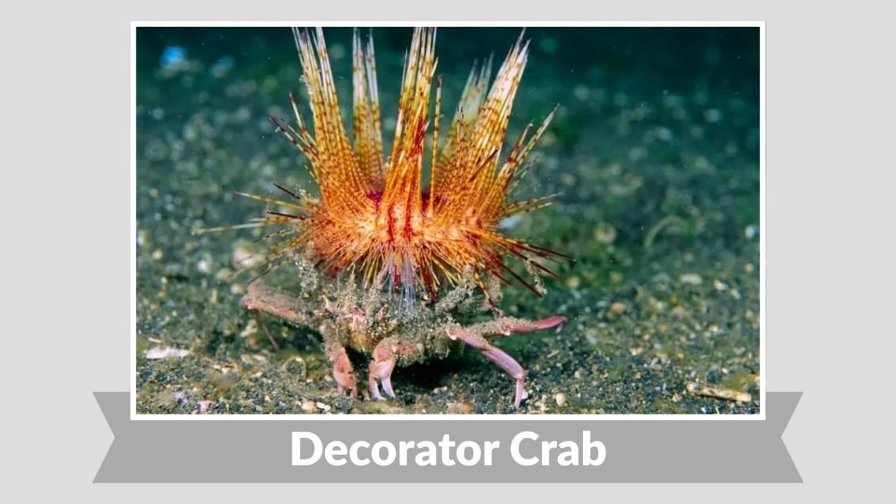 Decorator Crab
