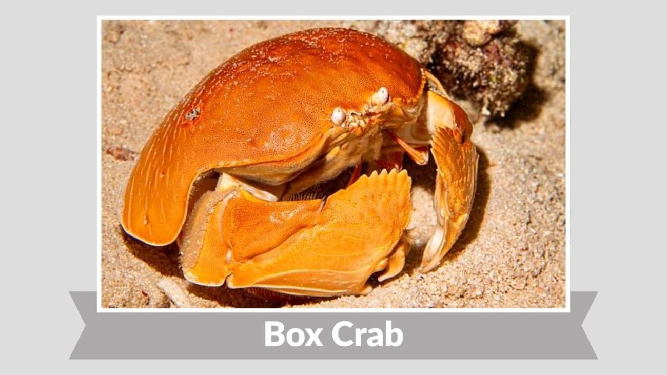 Box Crab