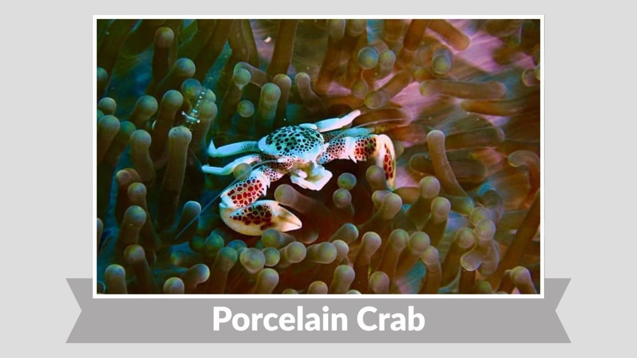 Porcelain Crab